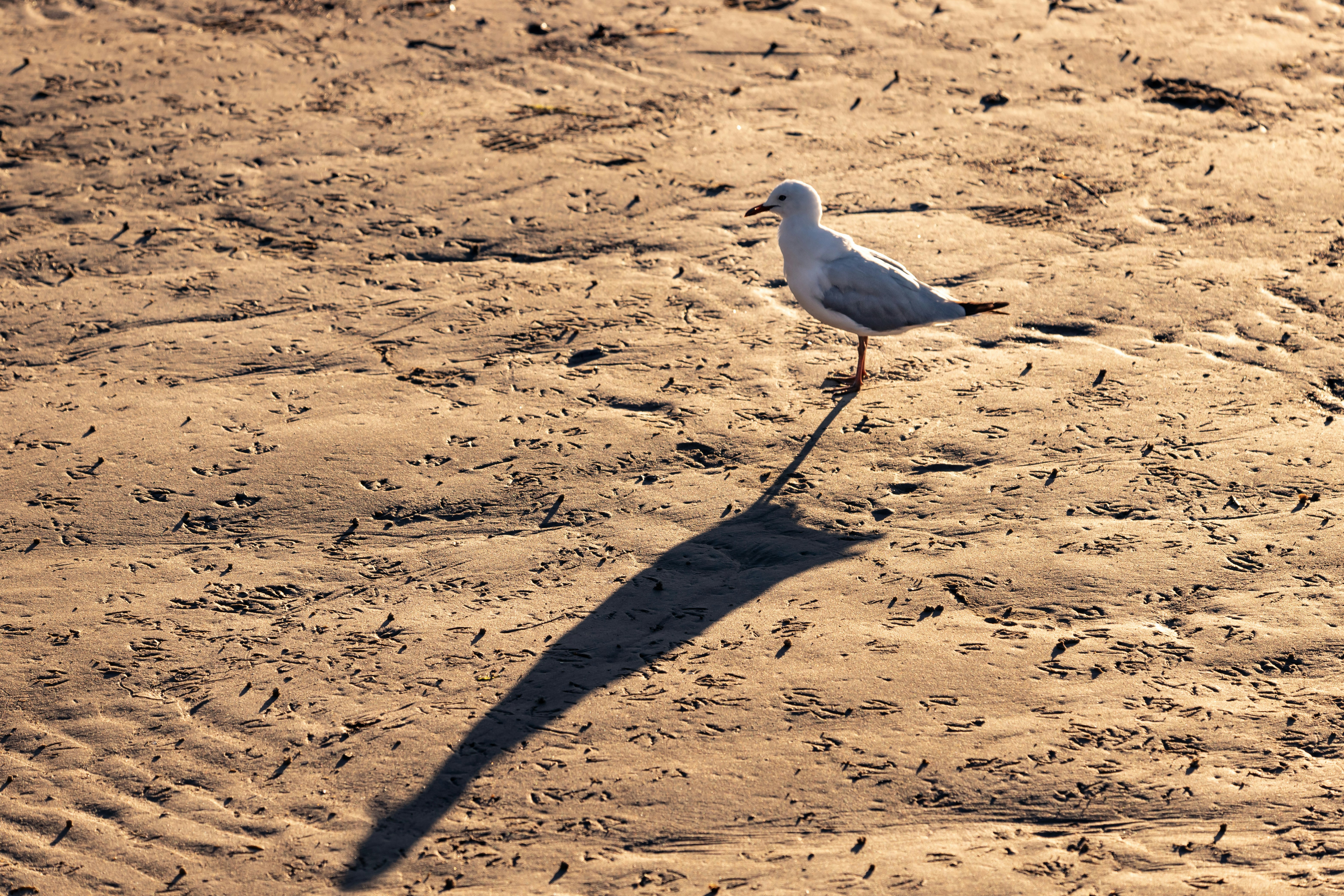 a seagull standing in the sand on a beach