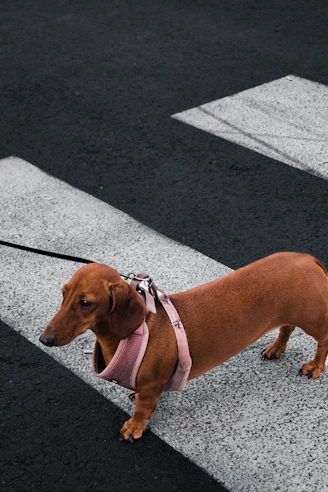 a brown dachshund wearing a pink harness on a leash