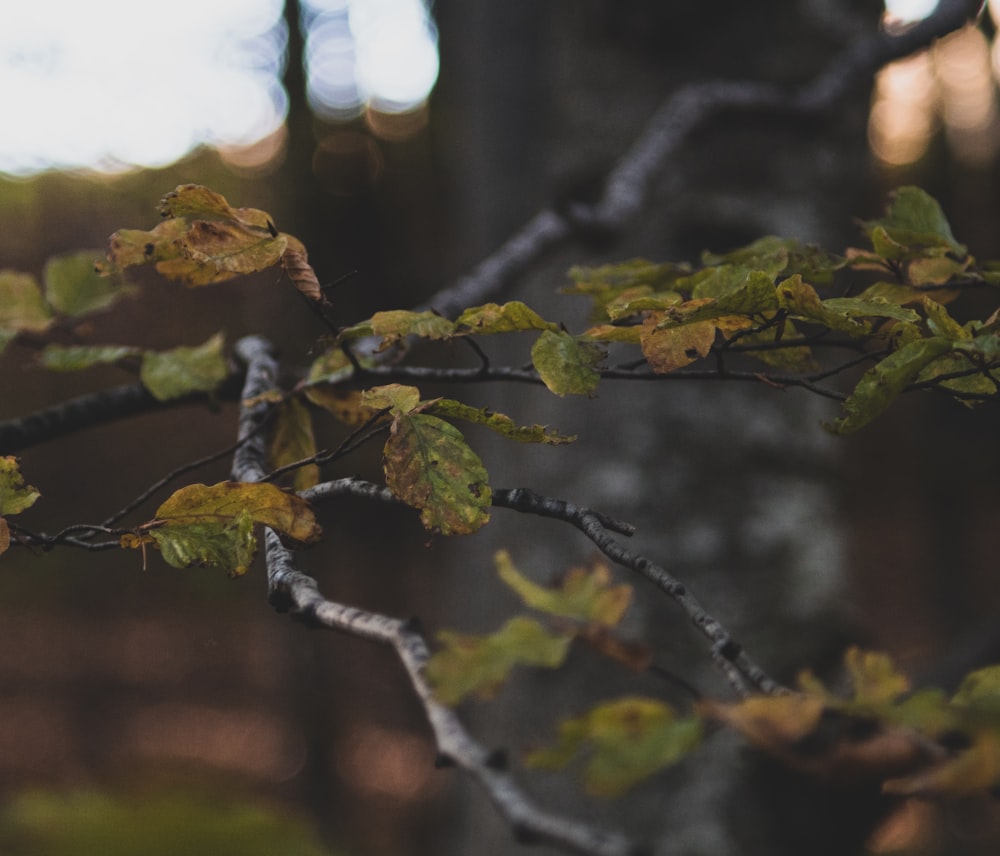 a close up of a tree branch with leaves