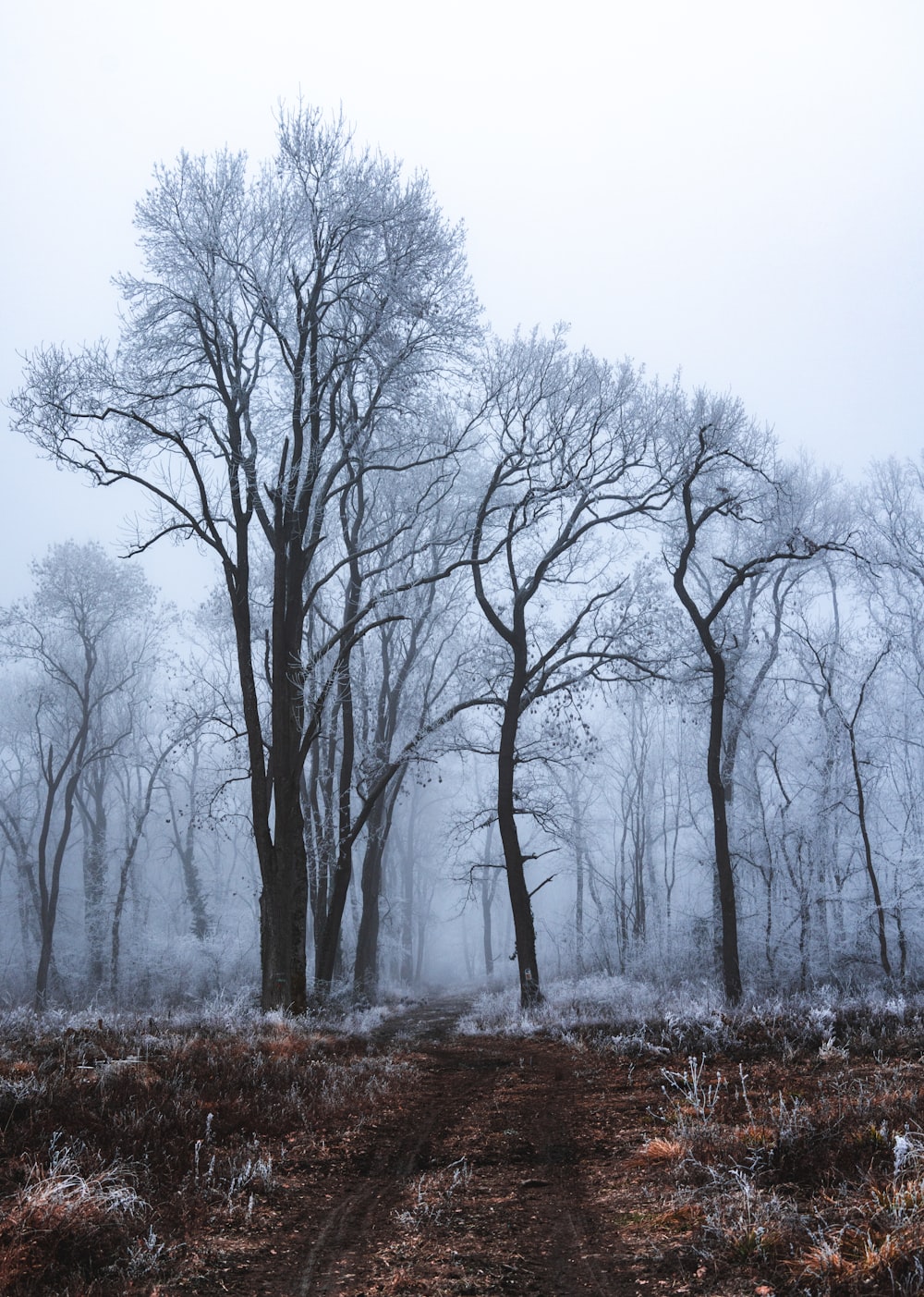 a foggy forest with trees and a dirt road