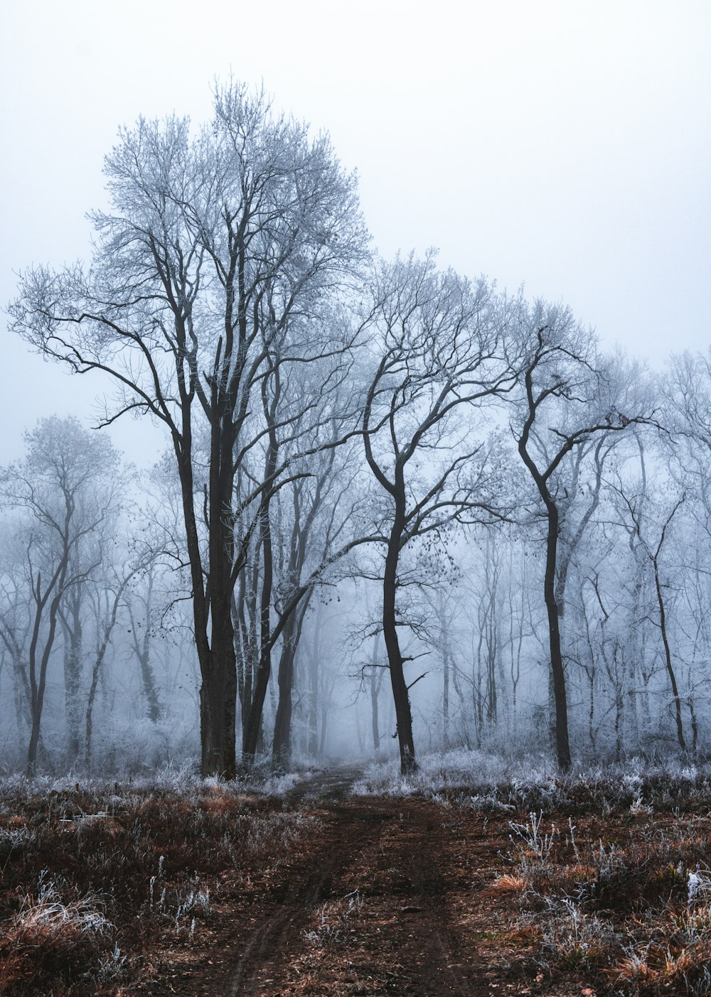 a foggy forest with trees and a dirt road