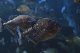 Several fish are swimming in a dimly lit aquarium, with one fish prominently in the foreground. The fish have dark, shiny scales that reflect the light, and they swim in a tranquil manner. The background is slightly blurred, filled with more fish and the bluish hue of the water.