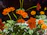 Close-up of a vibrant bouquet of fresh azahar flowers glowing in natural light.