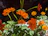 Close-up of a vibrant bouquet of fresh azahar flowers glowing in natural light.