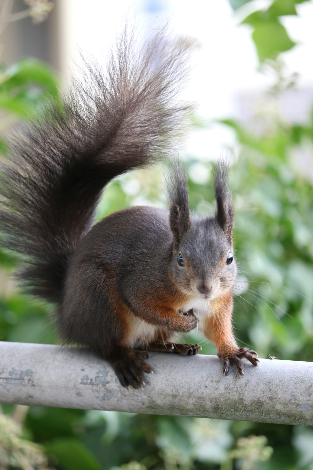 a squirrel is sitting on a metal rail