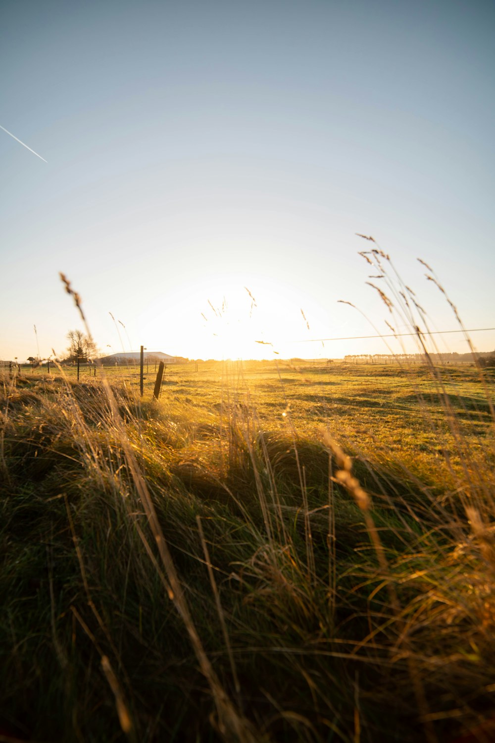 a grassy field with a fence in the background