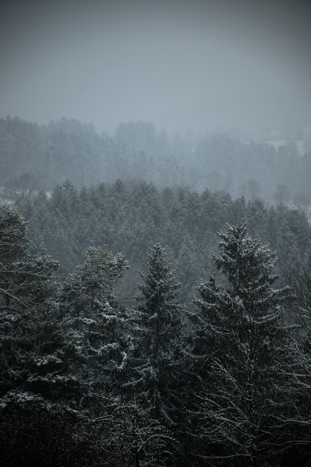 a forest filled with lots of trees covered in snow