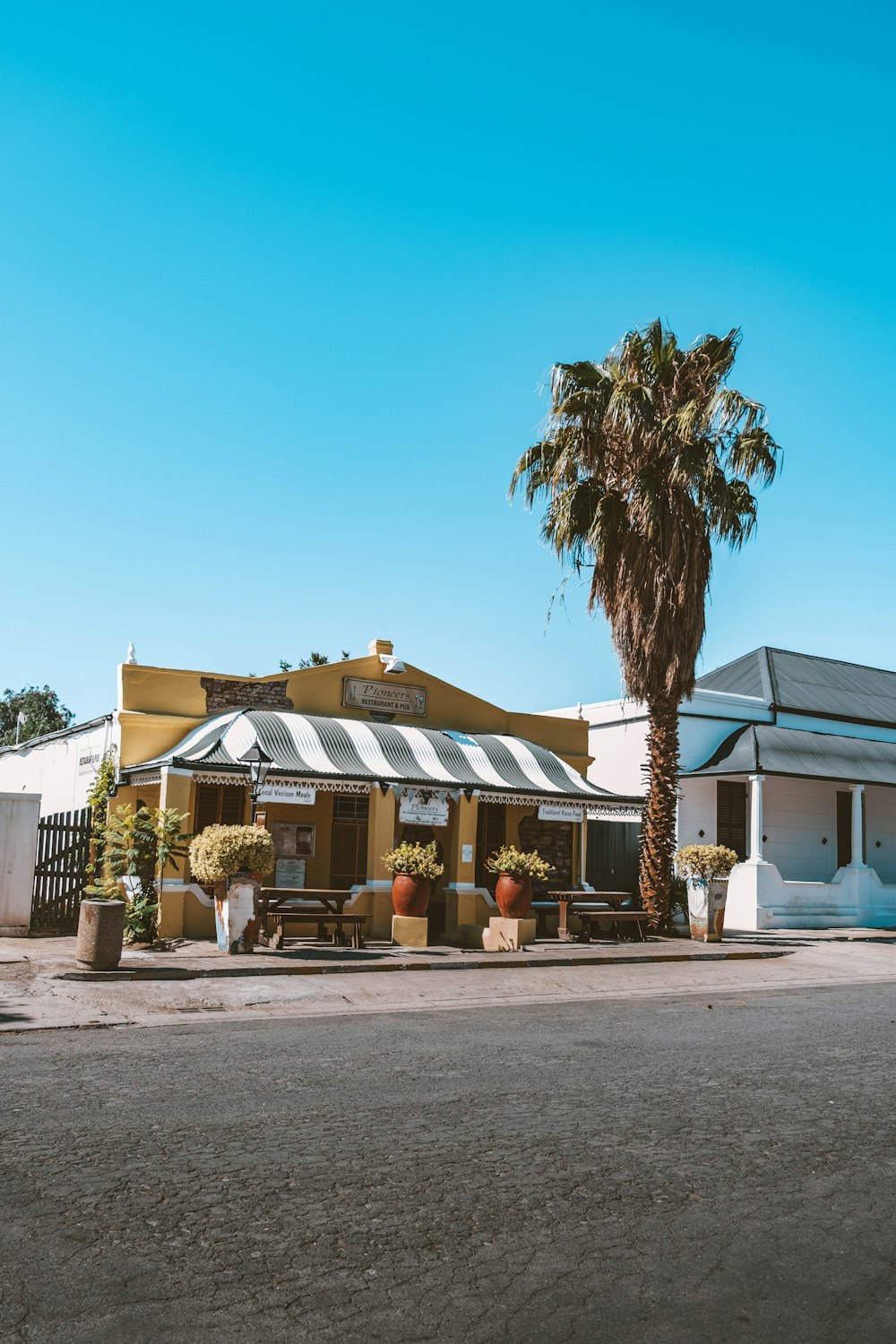 a palm tree in front of a building