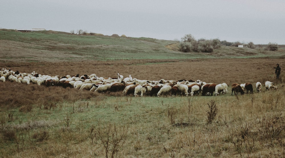 eine Schafherde, die auf einem grasbedeckten Feld steht
