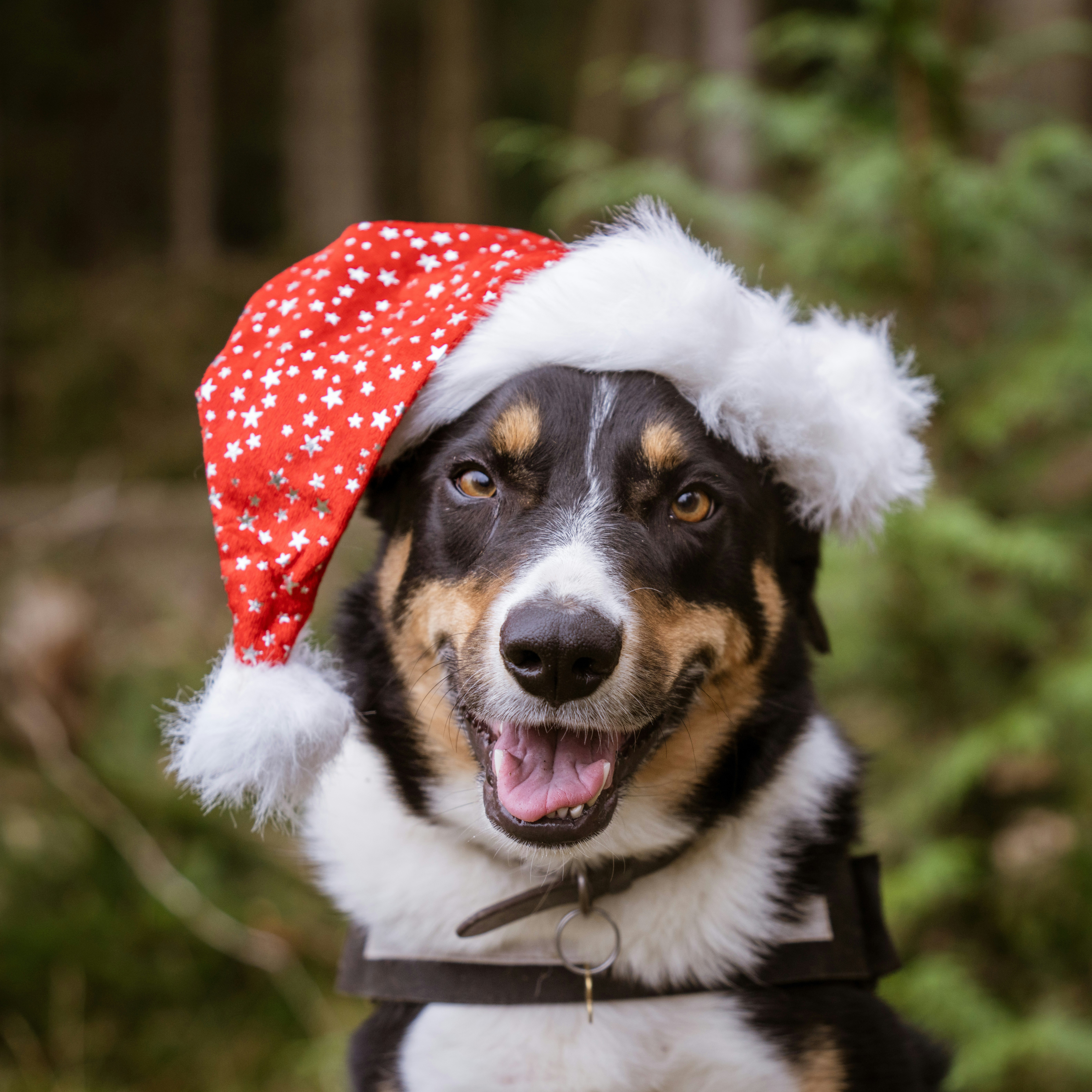 a dog wearing a red and white santa hat