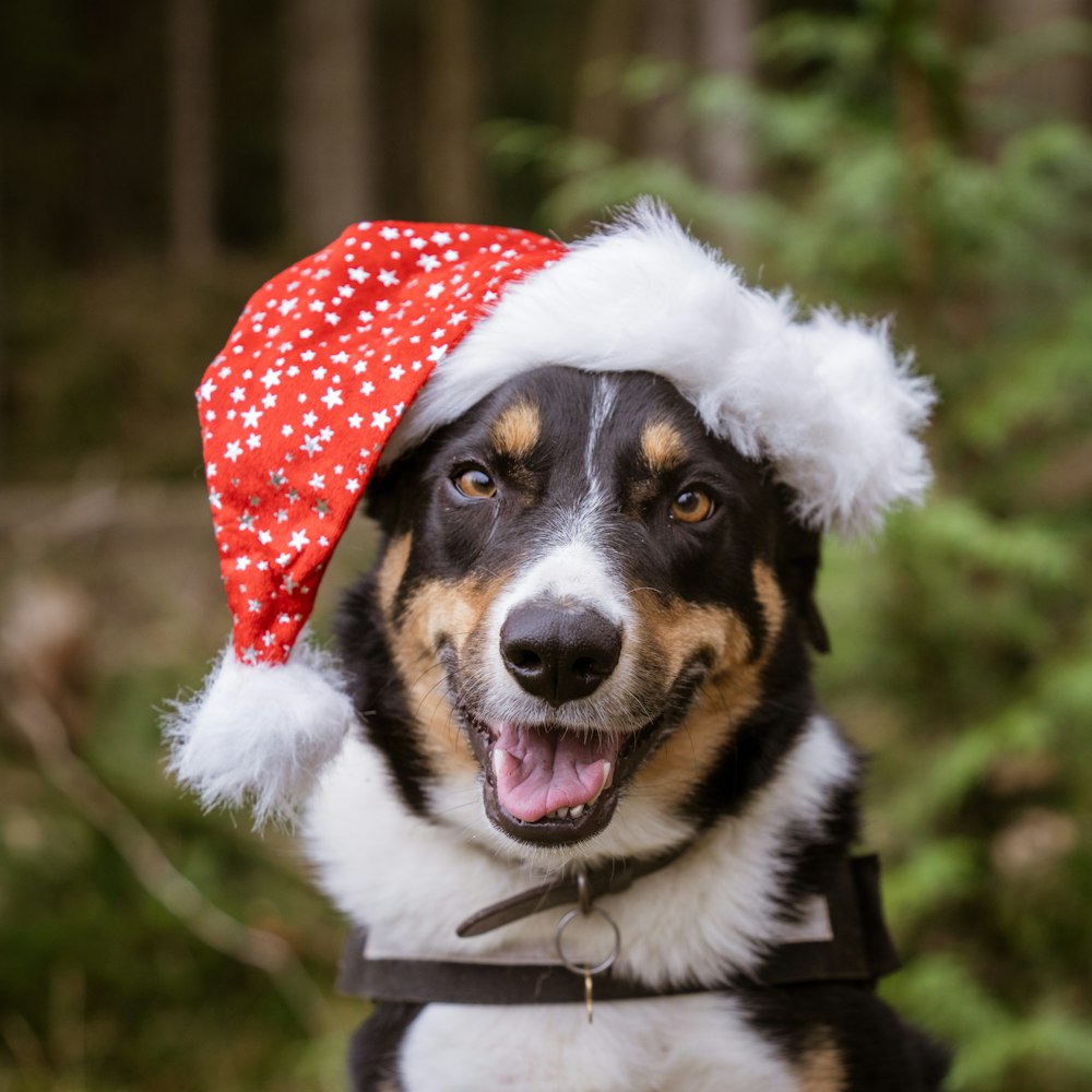 a dog wearing a red and white santa hat