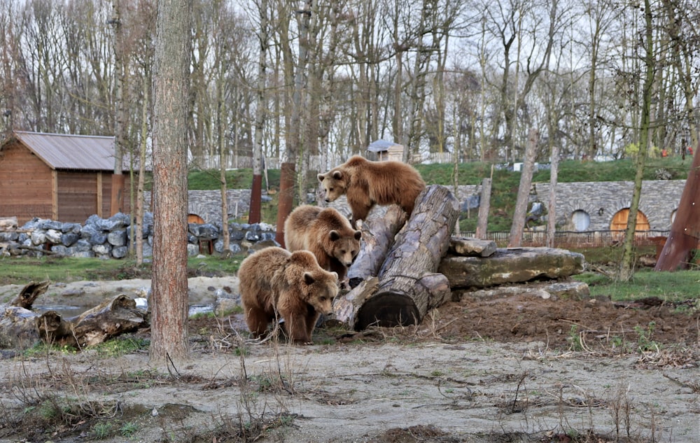 a group of brown bears standing on top of a tree stump
