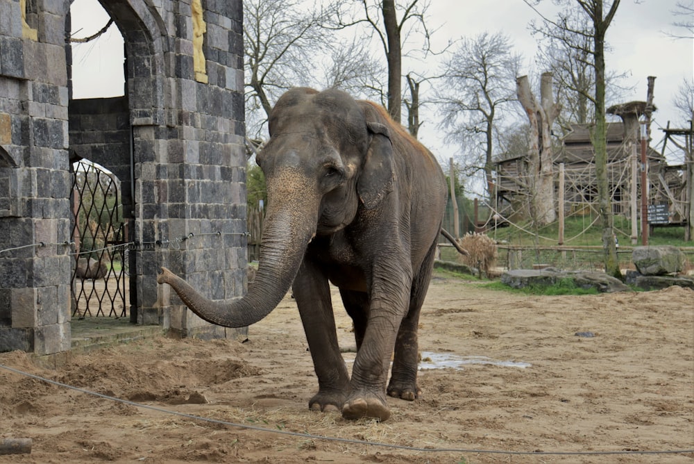 an elephant standing in a dirt field next to a brick wall