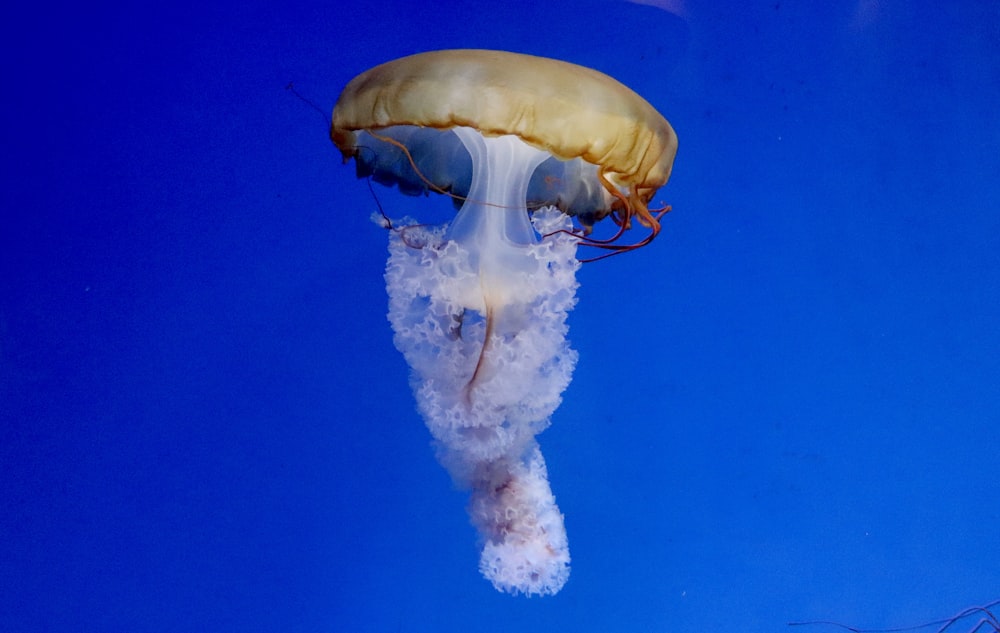 a jellyfish floating in the water with a blue background