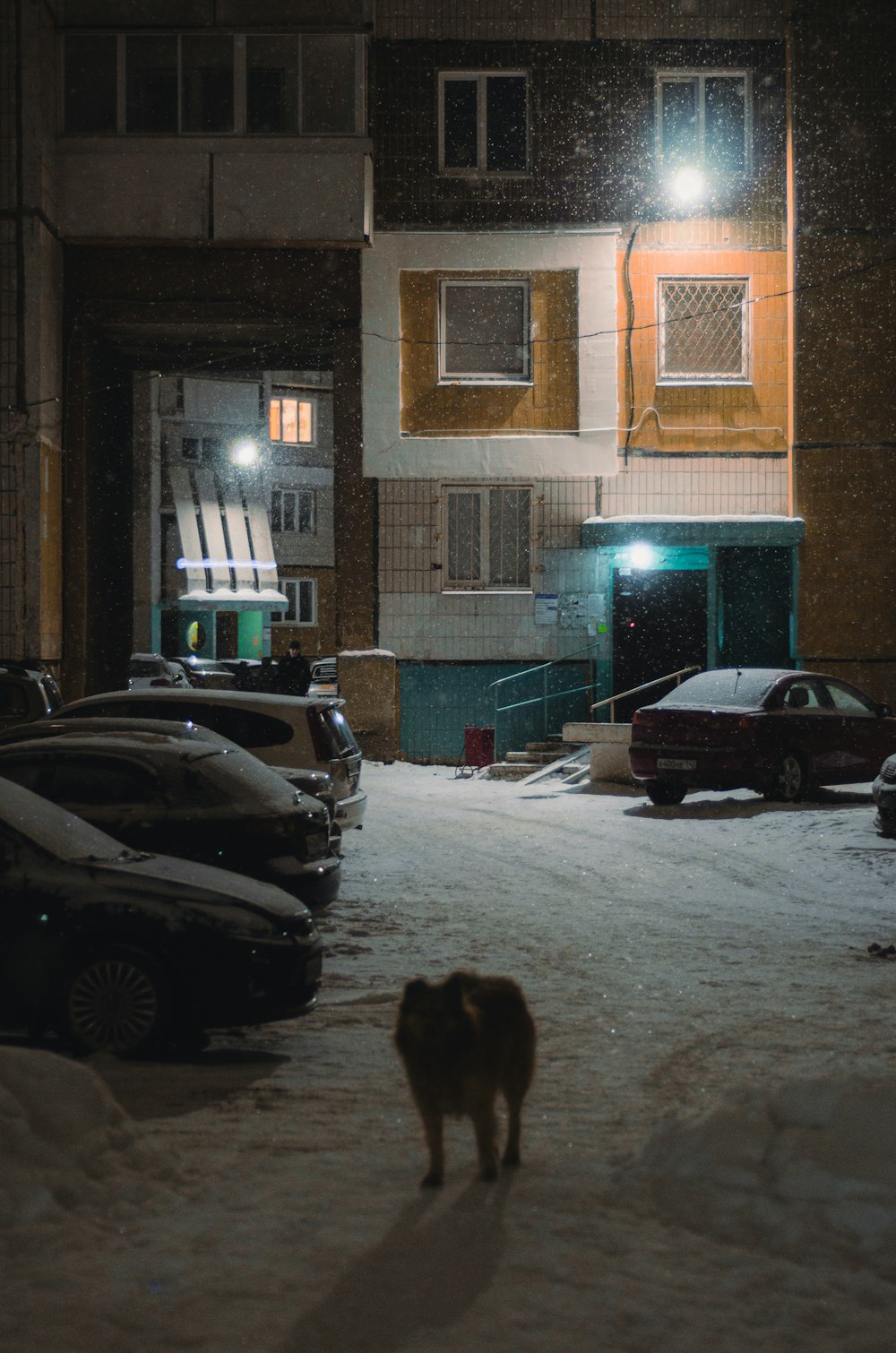 a dog standing in the snow in front of a building