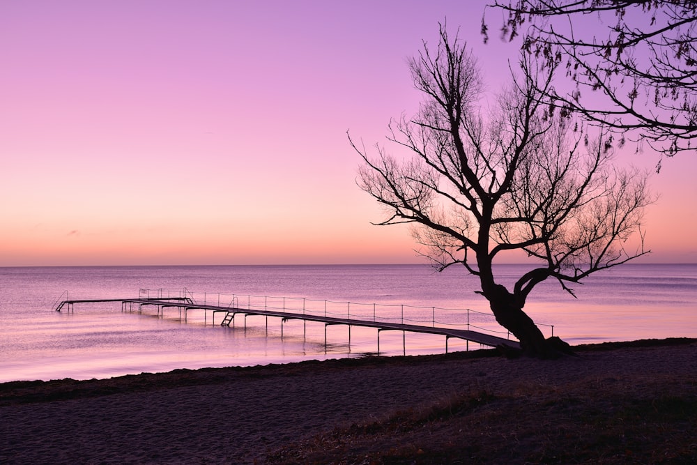 a tree on a beach with a pier in the background