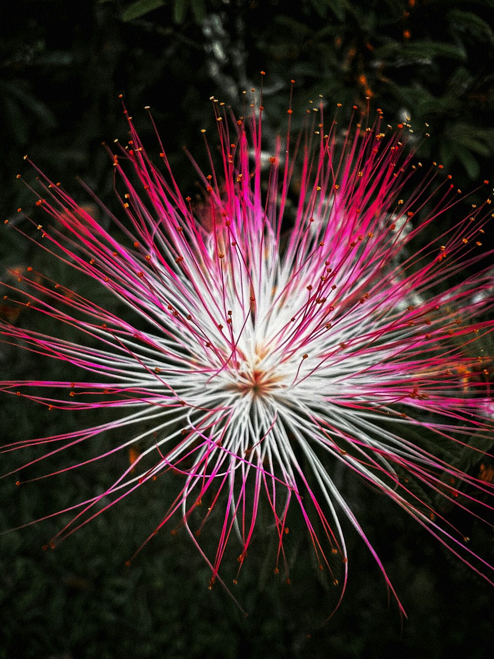 a close up of a pink and white flower