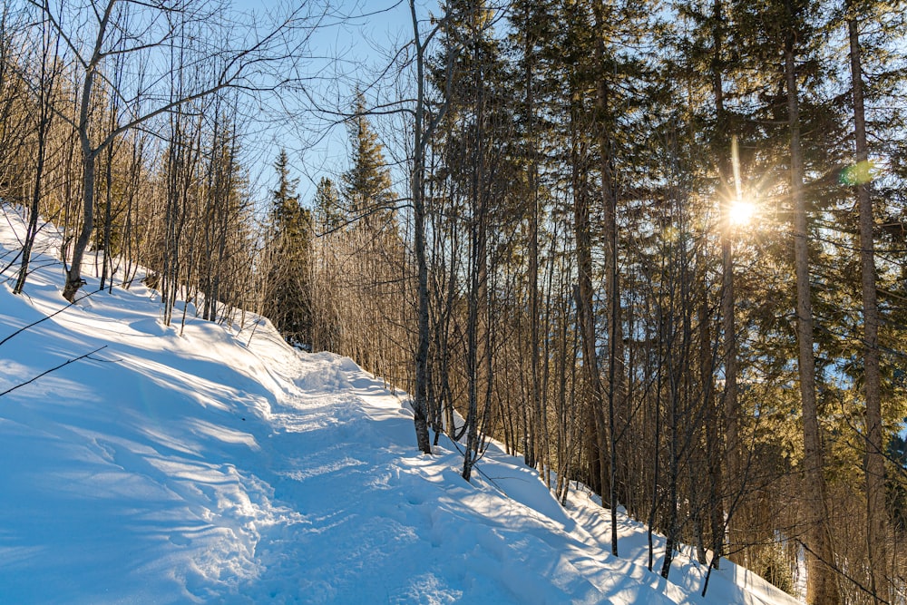 the sun shines brightly through the trees on a snowy slope