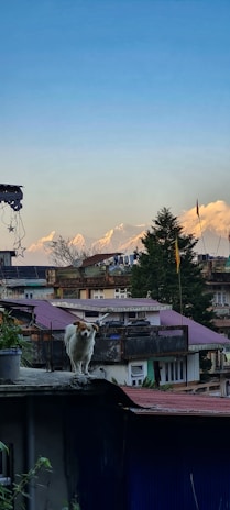 A friendly roofing bulldog mascot standing proudly on a rooftop at sunset.