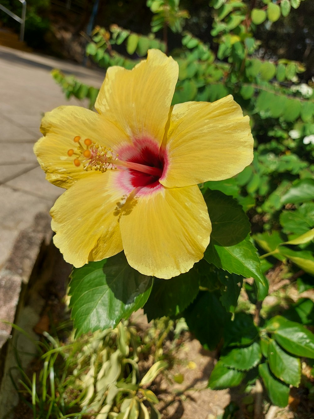 a yellow flower with a red center in a garden