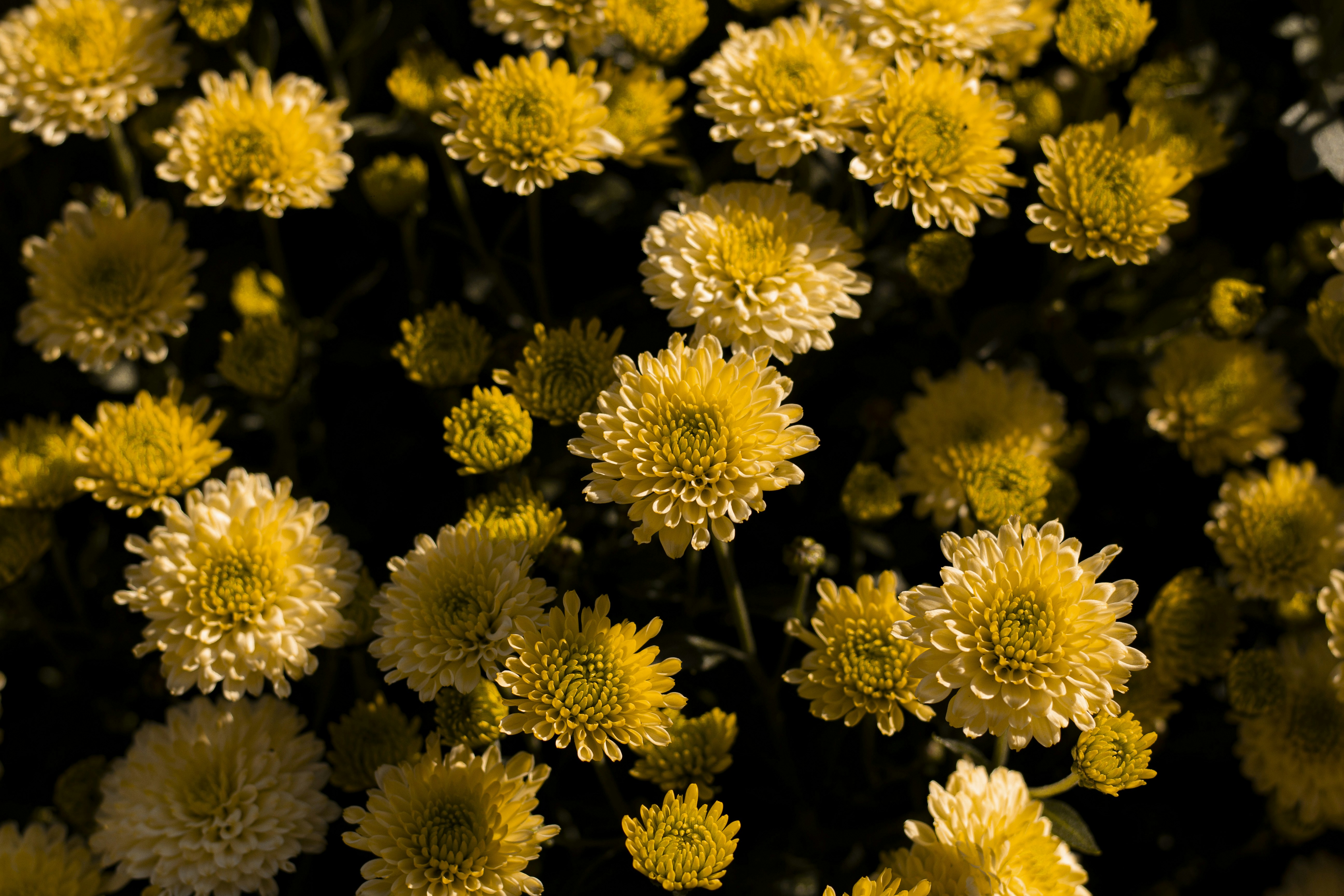 Photo by nocturnal_corvus