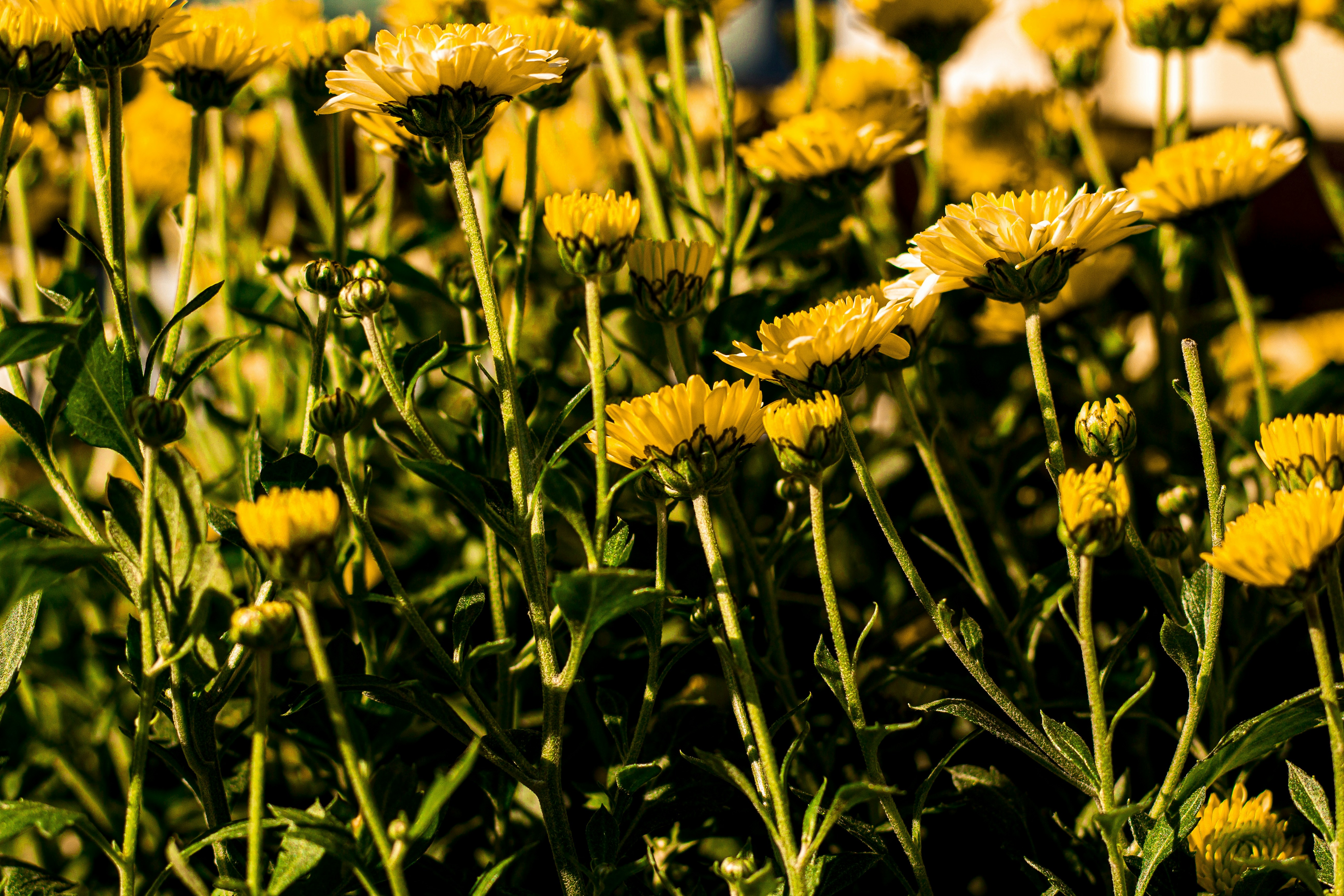 a bunch of yellow flowers in a field