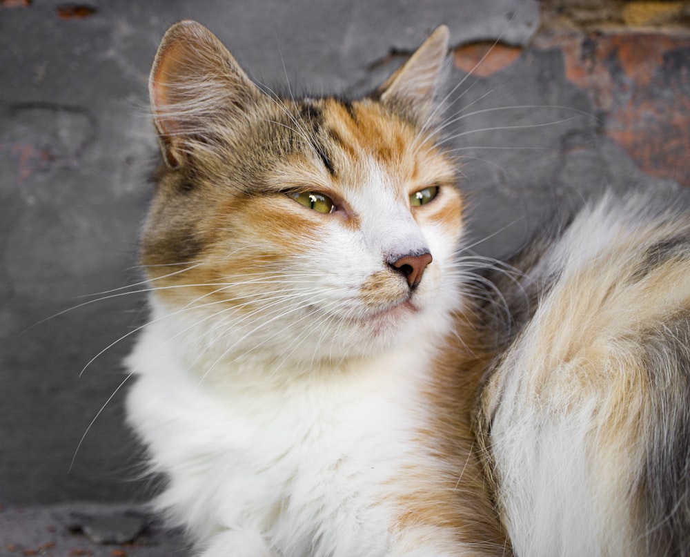 a close up of a cat with a brick wall in the background