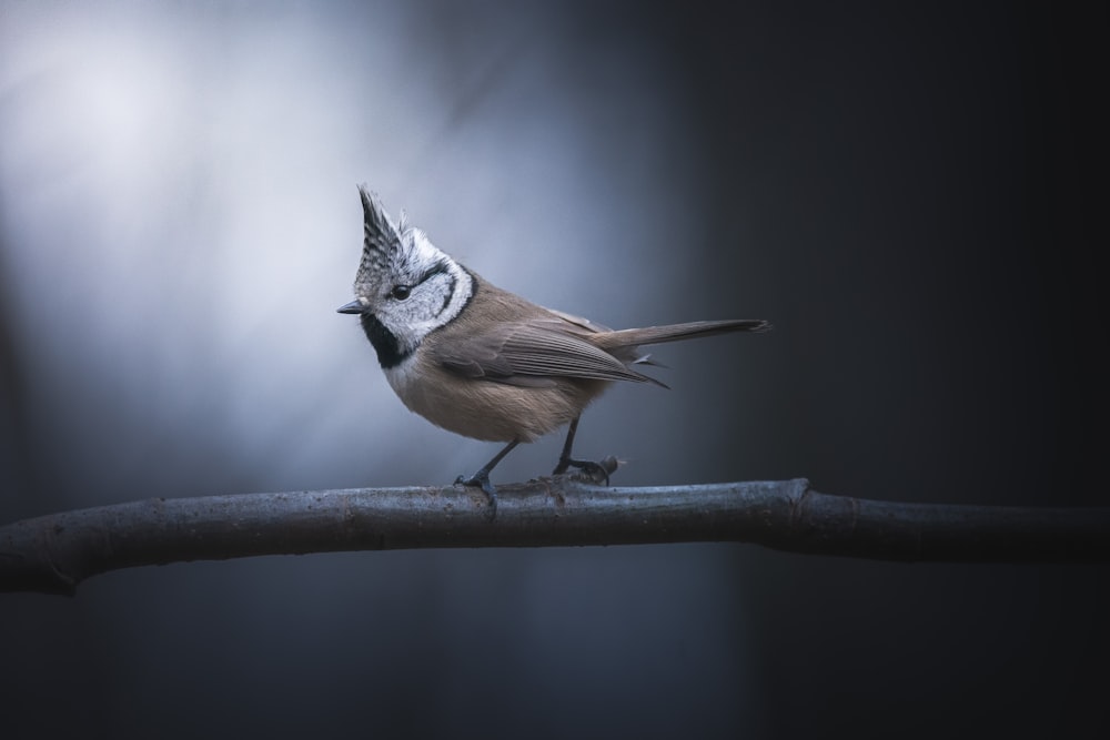 a small bird perched on a branch