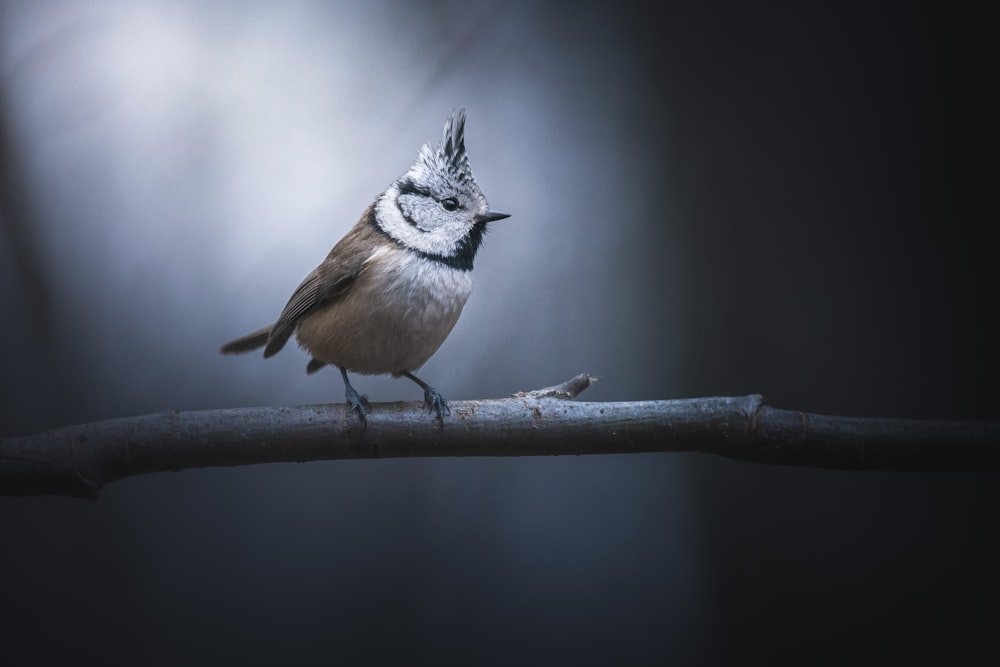 a small bird perched on a branch