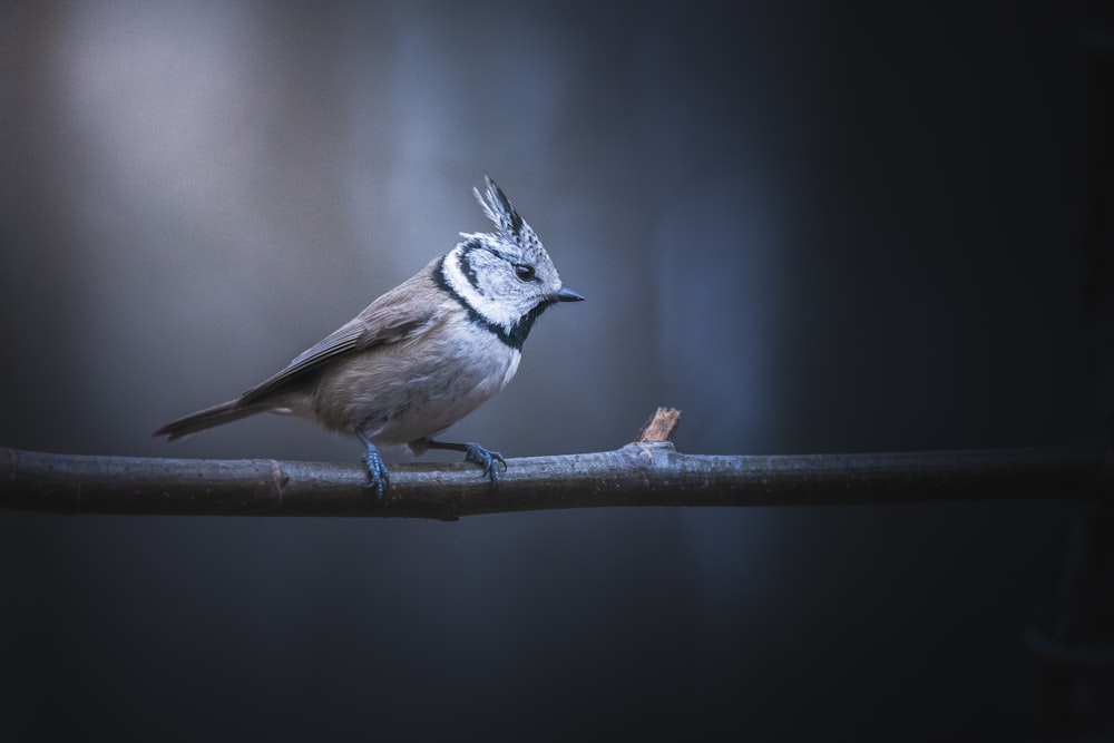 a small bird perched on a branch
