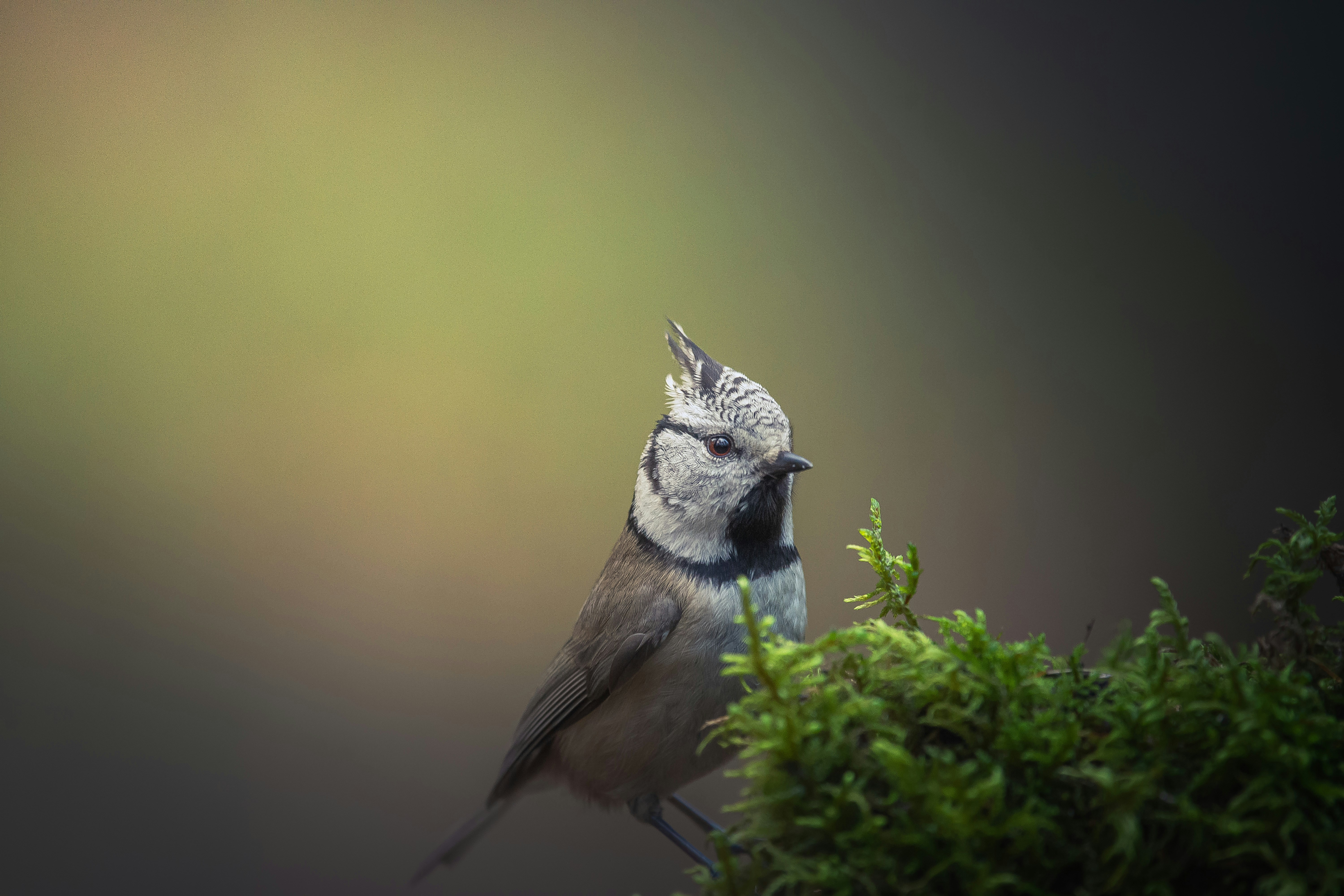 a small bird sitting on a branch