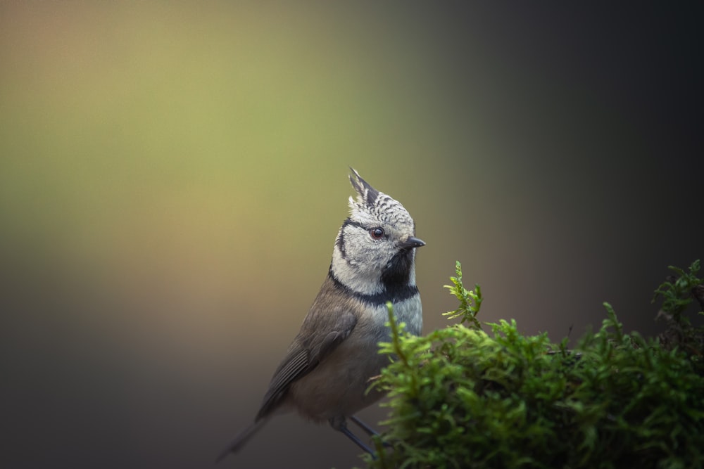 a small bird sitting on a branch
