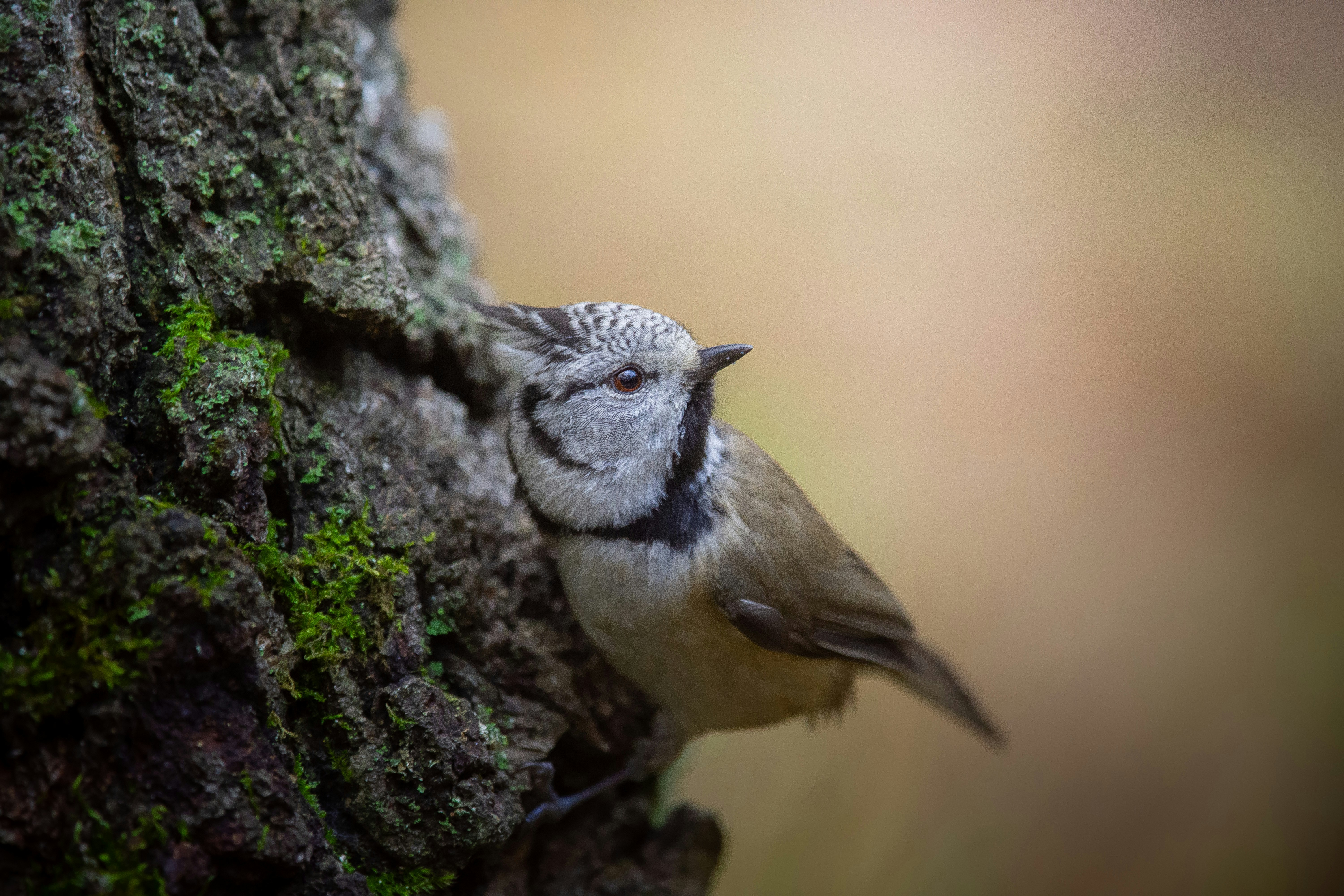 a small bird sitting on a branch