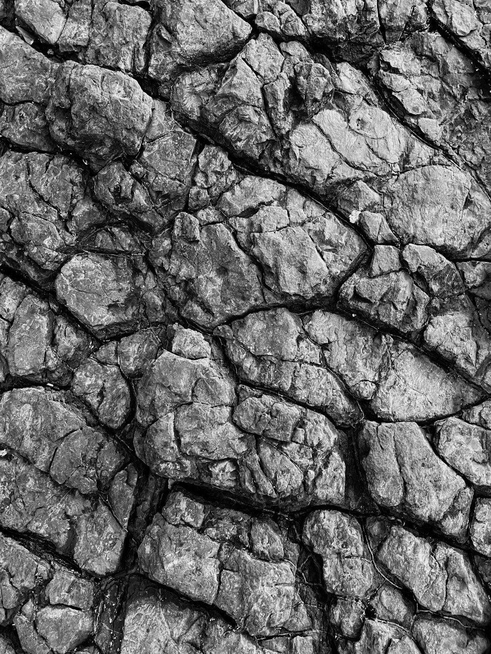 a black and white photo of a tree trunk