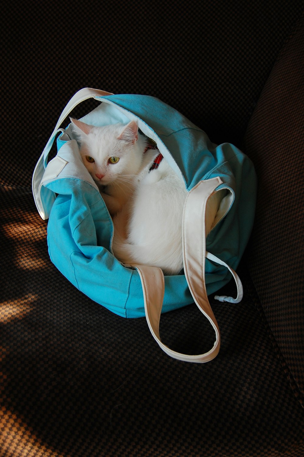 a white cat laying inside of a blue bag