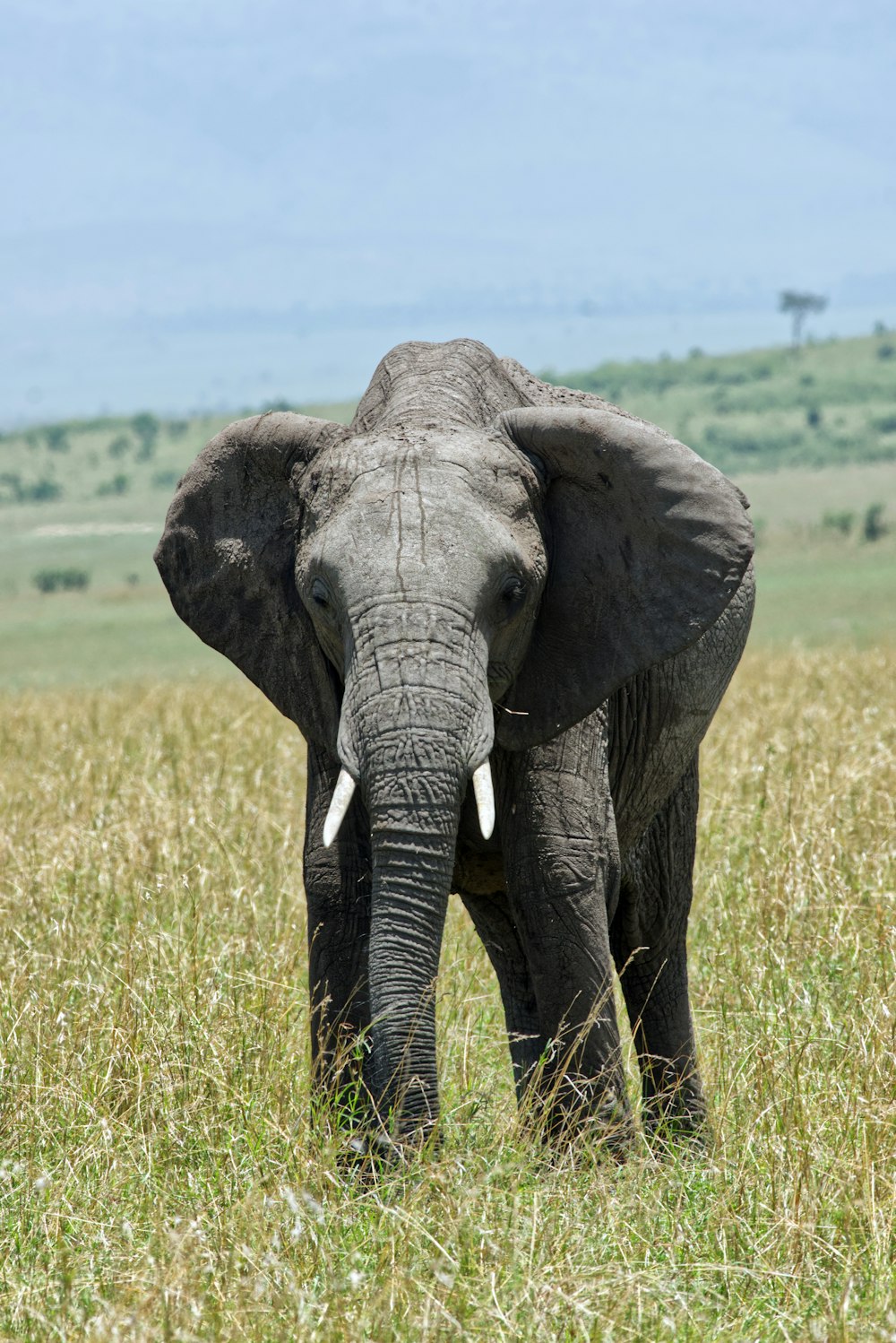 an elephant standing in a field of tall grass