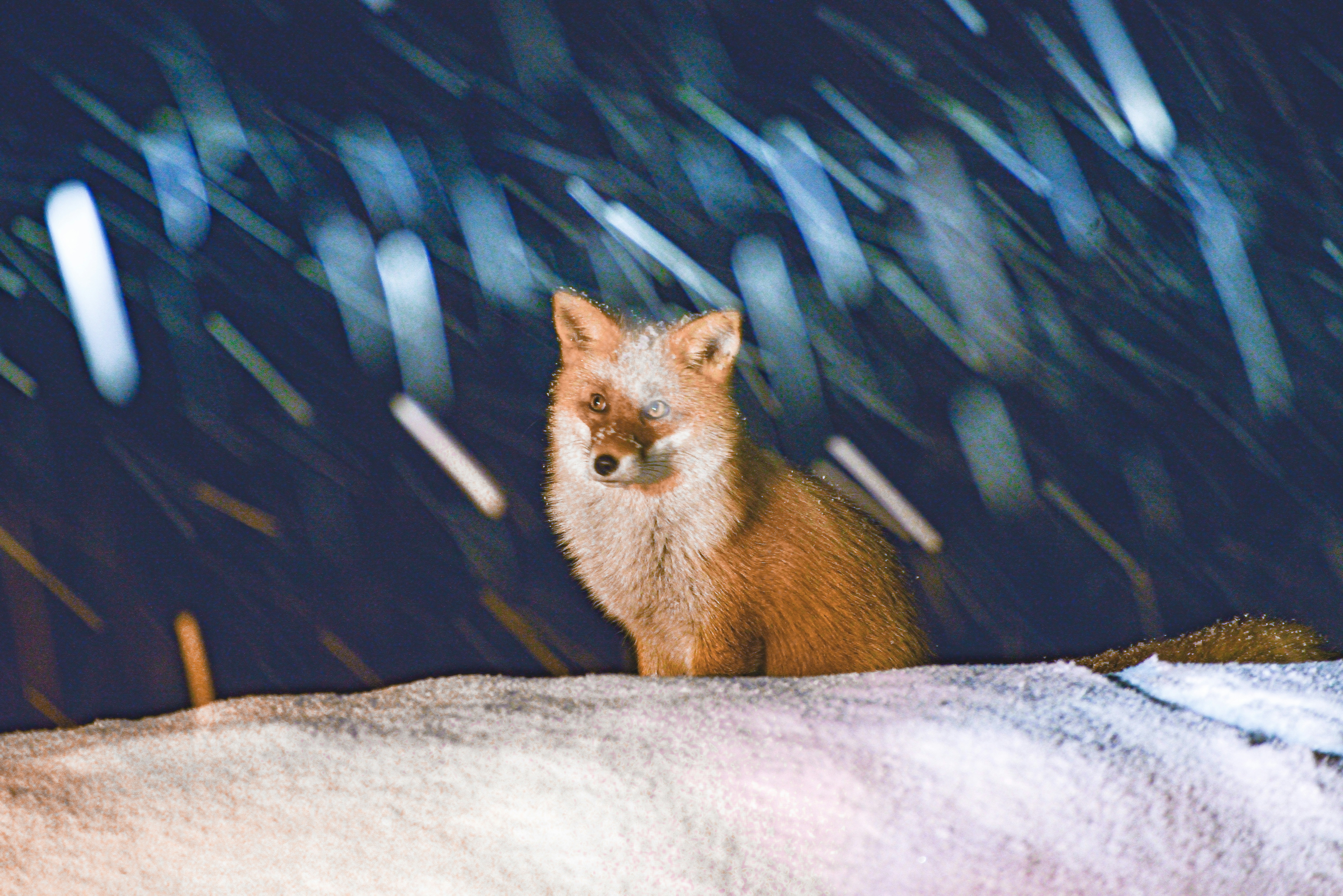 Norwegian Forest Cat: The Natural Rain Warrior (image credits: unsplash)