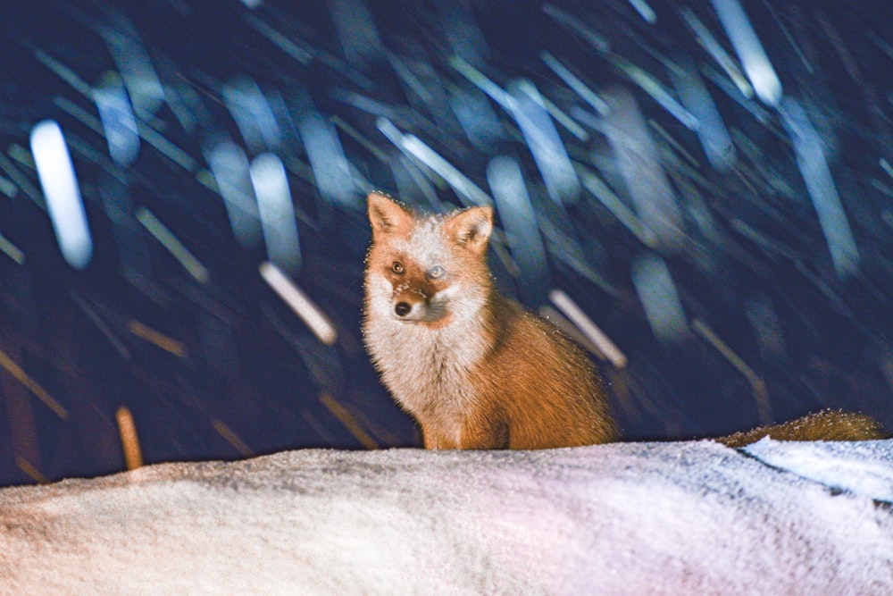 Una volpe rossa seduta sulla cima di una collina coperta di neve