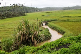 A lush, green landscape featuring expansive fields and rows of palm trees in the distance. A small, winding waterway cuts through the fields, bordered by vibrant grass and vegetation. The overall scenery appears tranquil and natural, dominated by various shades of green.