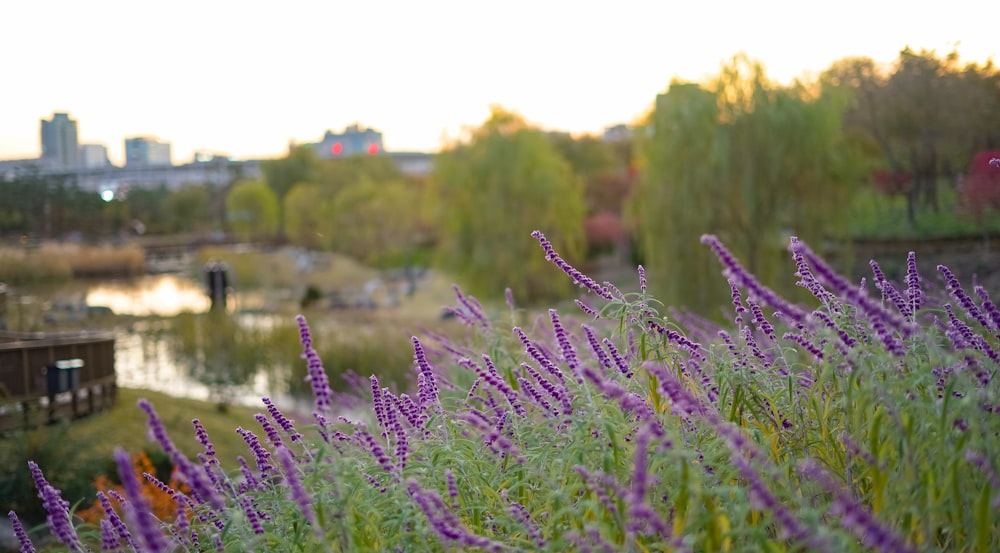 a field of purple flowers next to a river