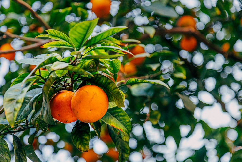 a tree filled with lots of ripe oranges