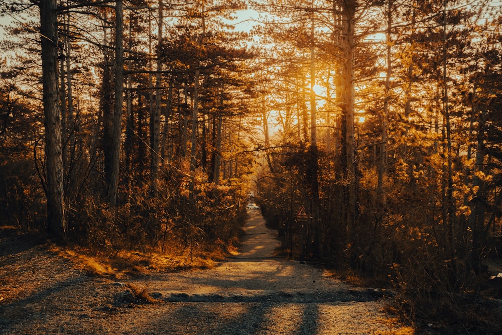 the sun is shining through the trees in the woods