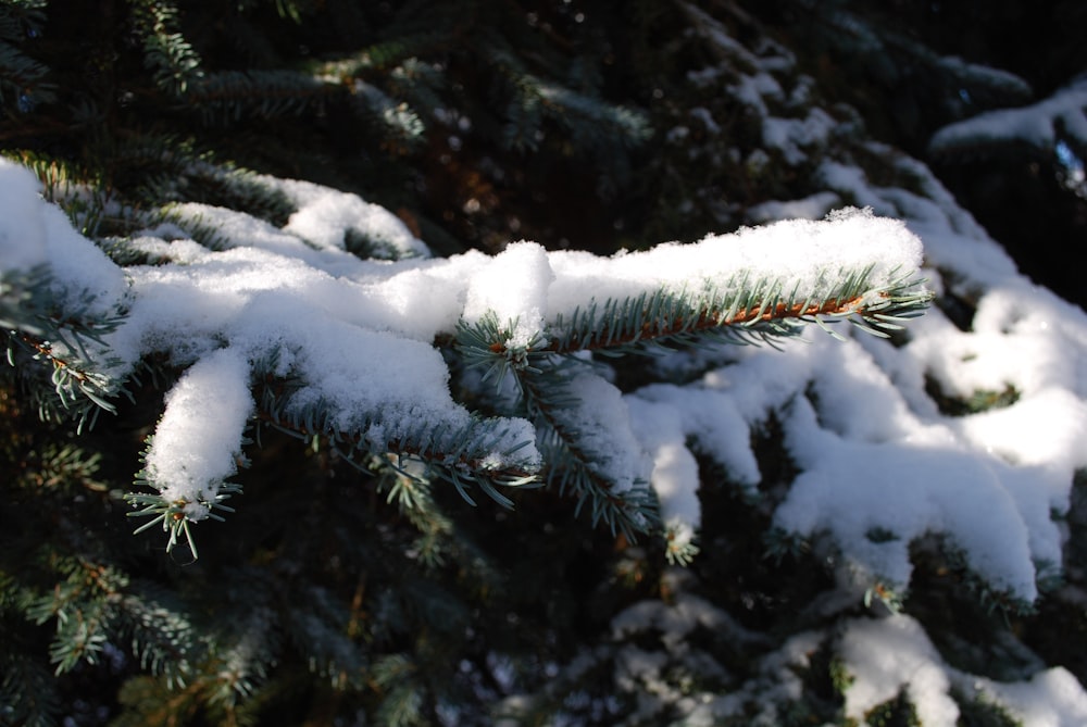a branch of a pine covered in snow