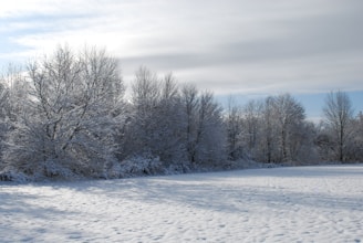 A serene winter field under soft gray skies, inviting quiet reflection.
