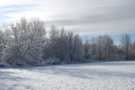 A serene winter field under soft gray skies, inviting quiet reflection.