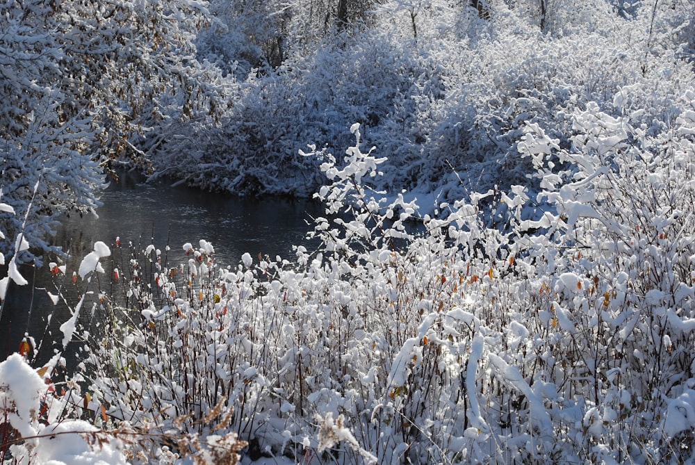 a stream running through a snow covered forest