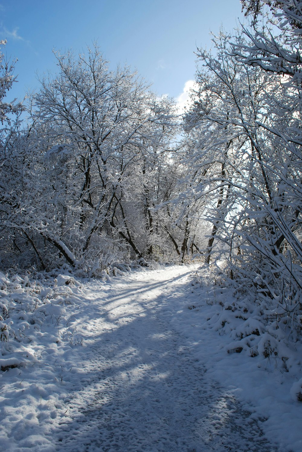 a path through a snowy forest with lots of trees