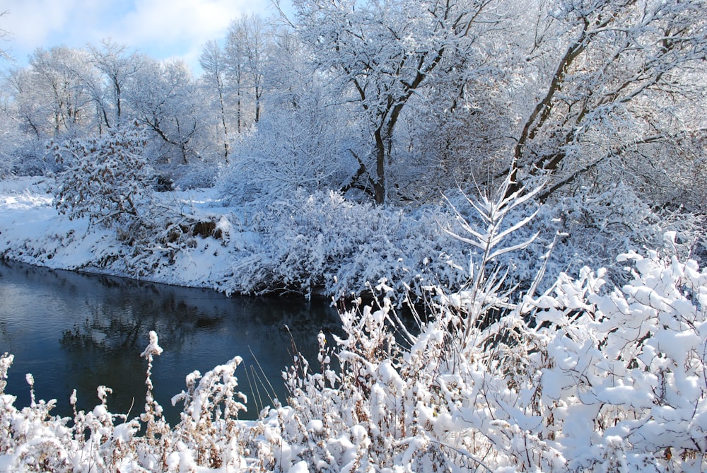 a river surrounded by snow covered trees and bushes