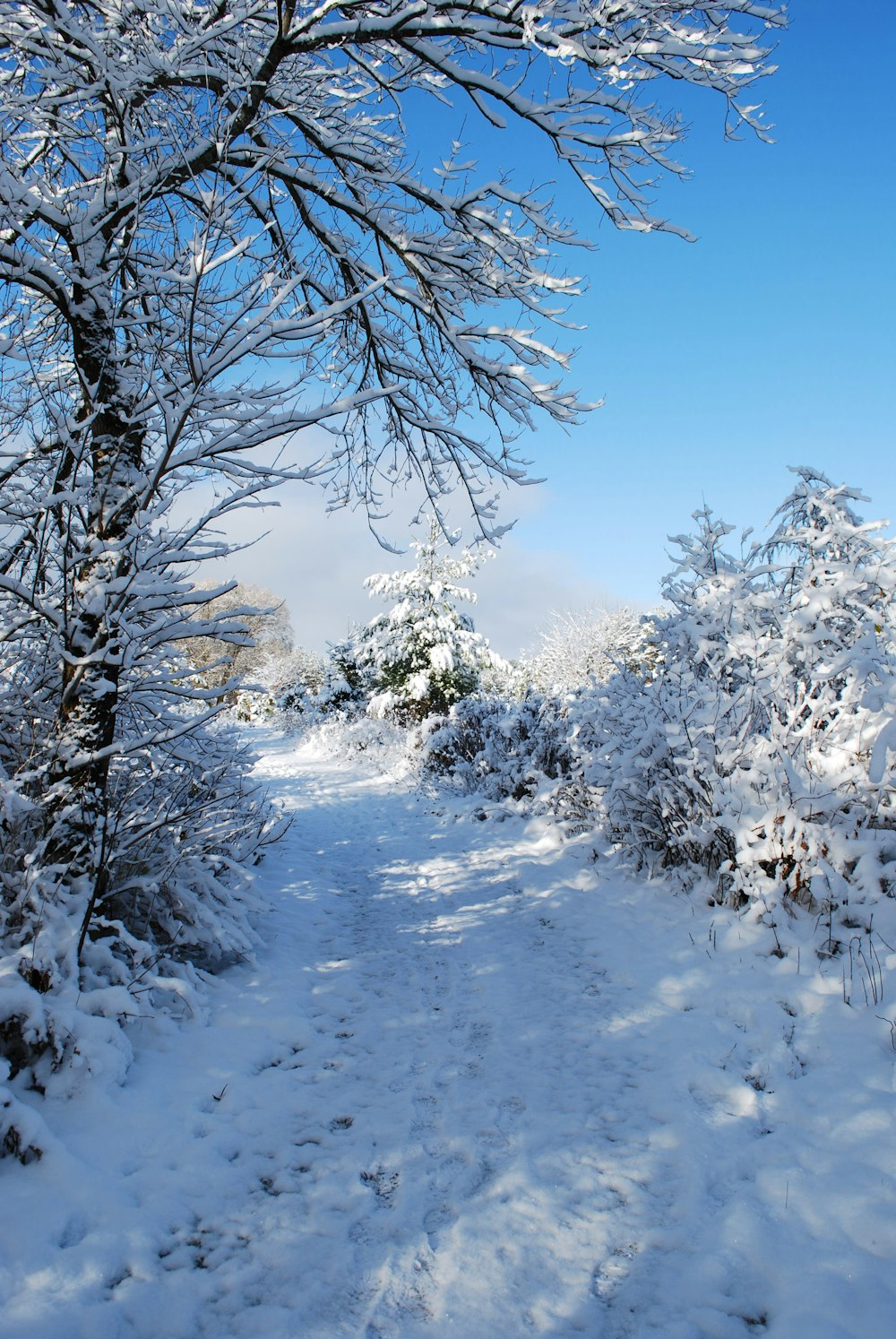 a path through a snow covered forest with lots of trees