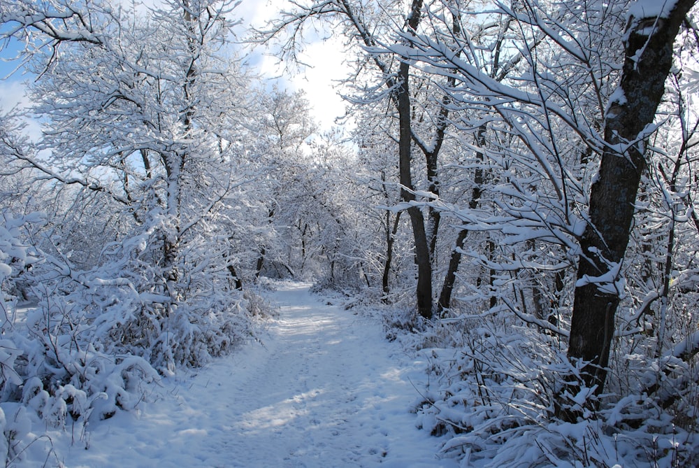 a path through a snowy forest with lots of trees